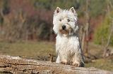 WESTIE 246